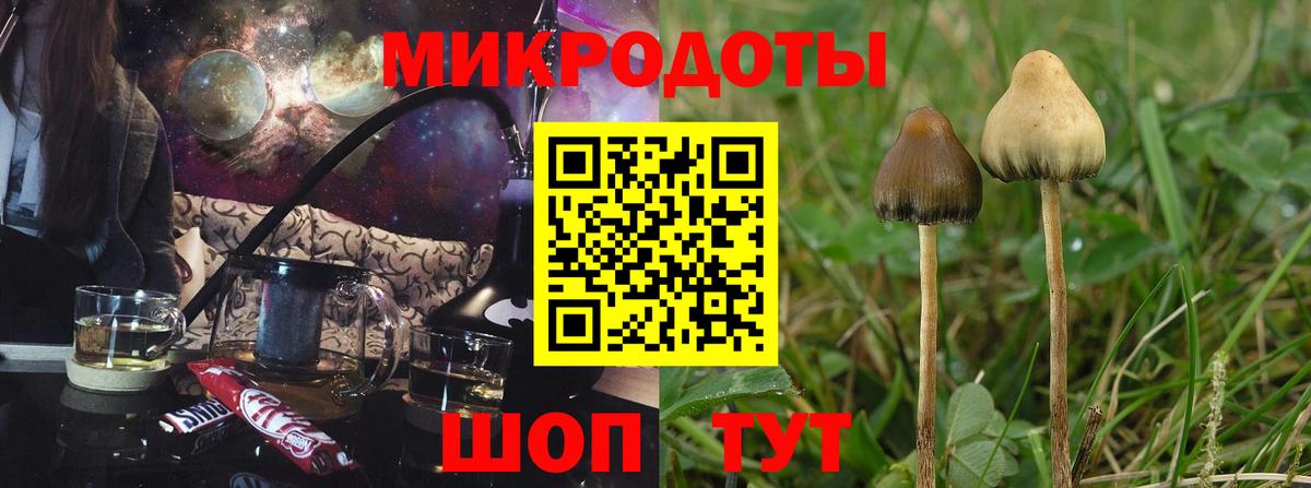 Галлюциногенные грибы Psilocybine cubensis Котовск